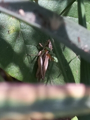 Spathosternum prasiniferum