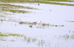 Nettapus coromandelianus