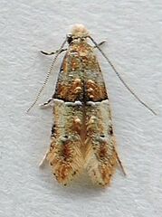 Tineidae