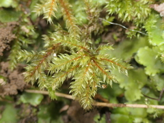 Hypnodendron arcuatum