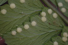 Arachniodes amabilis