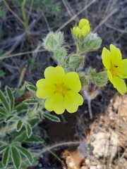 Potentilla astracanica