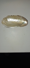 Unio elongatulus