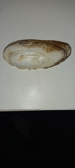 Unio elongatulus