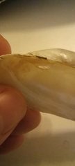 Unio elongatulus