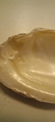 Unio elongatulus