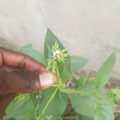 Trichodesma africanum