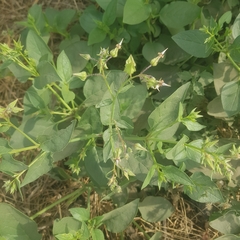 Trichodesma africanum