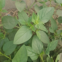 Trichodesma africanum