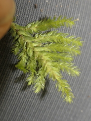 Hypnodendron arcuatum