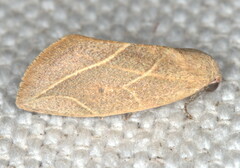 Neaxestis acutangula