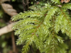 Hypnodendron arcuatum
