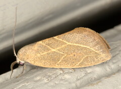 Neaxestis acutangula