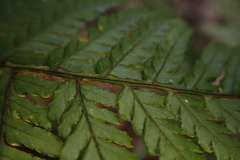 Dryopteris formosana