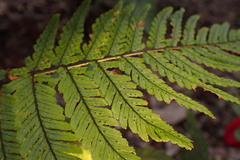 Dryopteris formosana