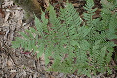 Dryopteris formosana