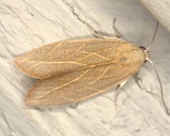 Neaxestis acutangula