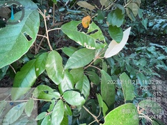 Croton cascarilloides