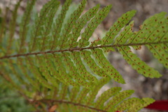 Dryopteris formosana