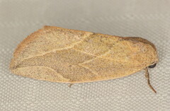 Neaxestis acutangula