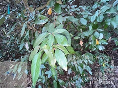 Croton cascarilloides