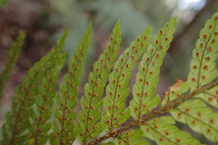 Dryopteris formosana
