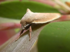 Ptyoptila matutinella