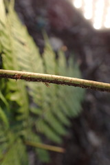 Dryopteris formosana