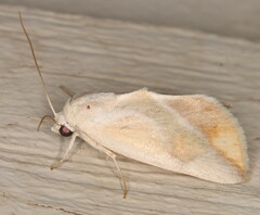 Neaxestis piperitella