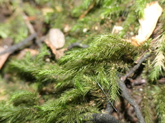 Echinodiopsis hispida