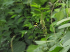 Argiope amoena