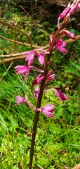 Dipodium punctatum