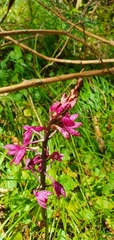 Dipodium punctatum