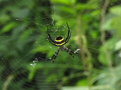 Argiope amoena
