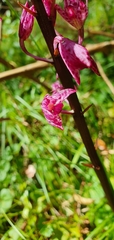 Dipodium punctatum