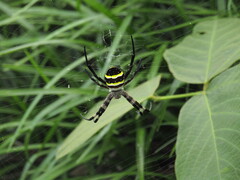 Argiope amoena