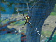 Argiope amoena