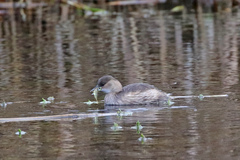 Tachybaptus ruficollis