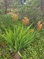 Chasmanthe floribunda