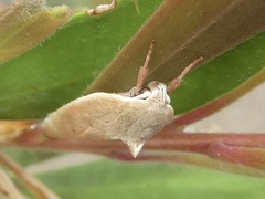 Ptyoptila matutinella