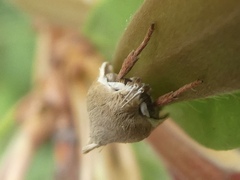 Ptyoptila matutinella