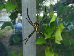 Argiope amoena