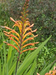 Chasmanthe floribunda