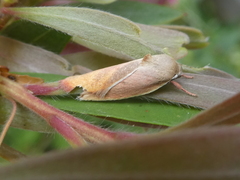 Ptyoptila matutinella