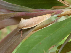 Ptyoptila matutinella