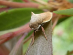 Ptyoptila matutinella