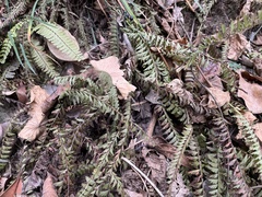 Asplenium gueinzianum