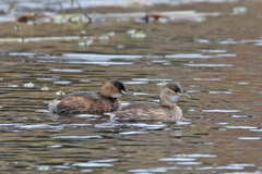 Tachybaptus ruficollis