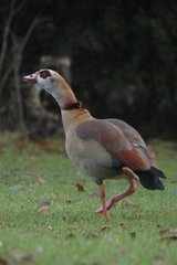 Alopochen aegyptiaca