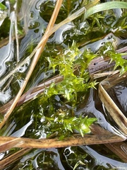 Calliergonella cuspidata
